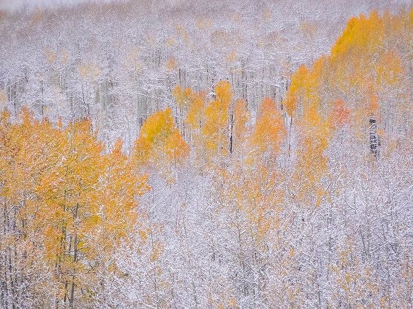 Colorado-Keebler Pass-fresh snow on Aspens with Fall Colors